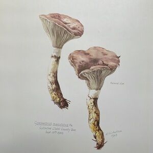 Vintage MUSHROOM Print Wall Art Cottagecore